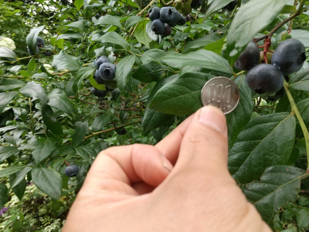 大きなブルーベリーの果実