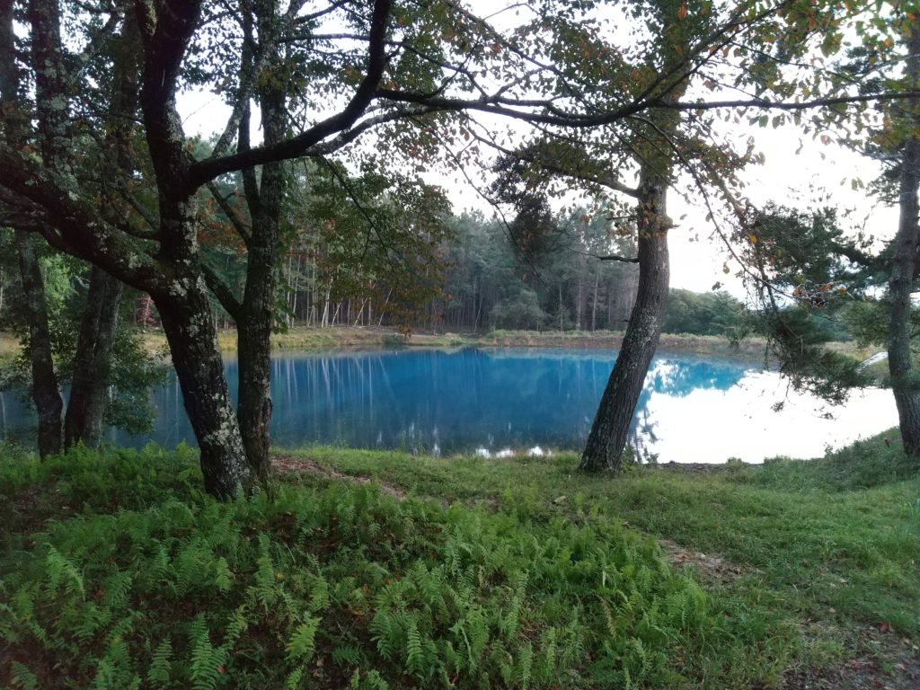 エメラルドグリーンの笹原ため池
