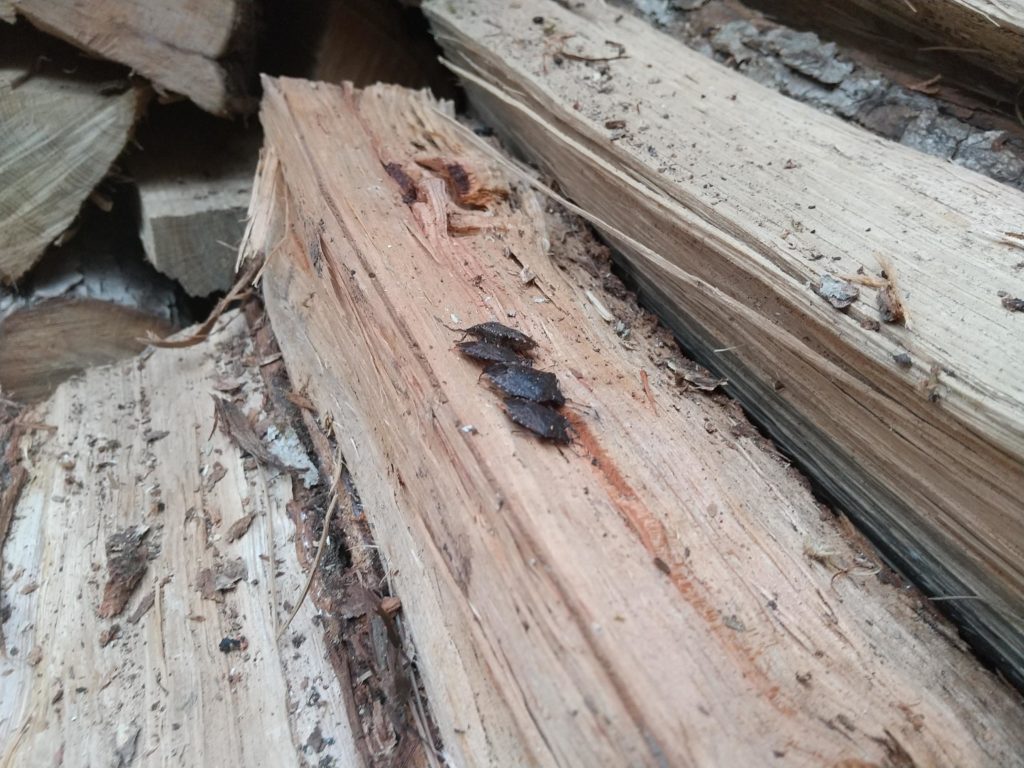 薪の中で越冬するクサギカメムシ