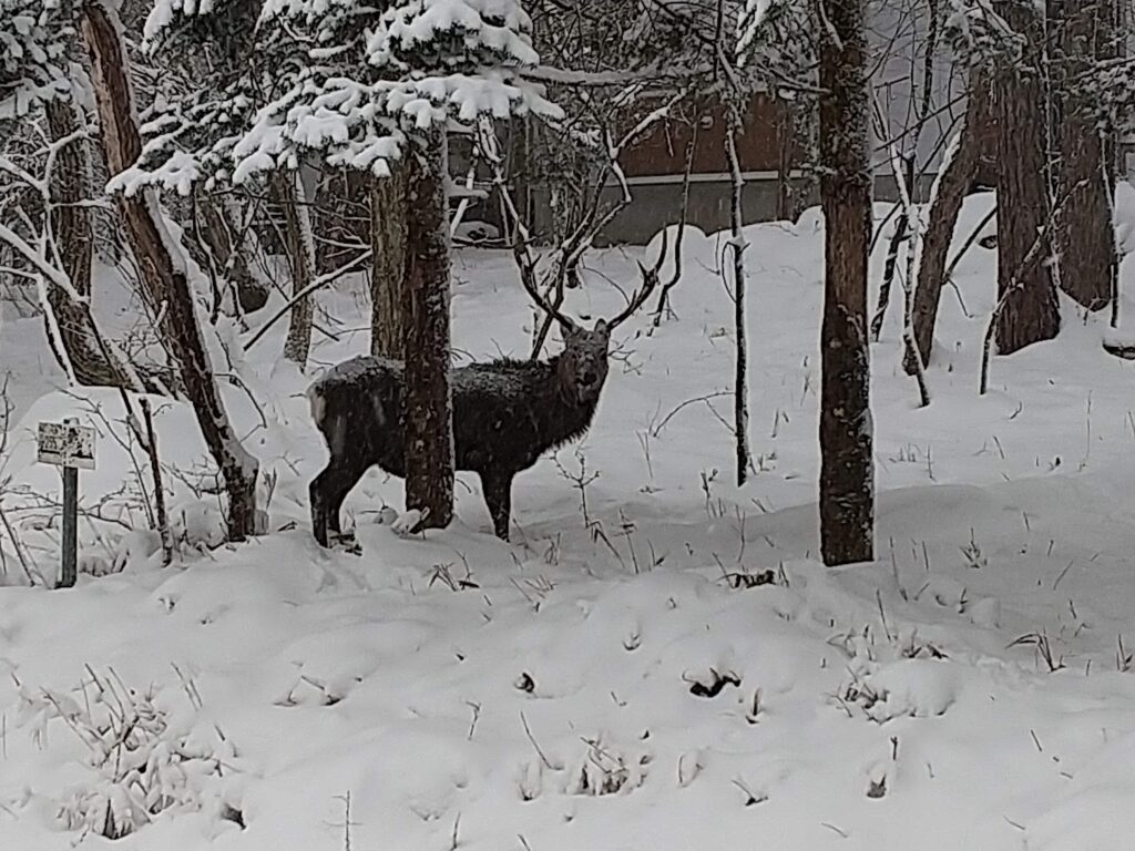 雪の中の牡鹿