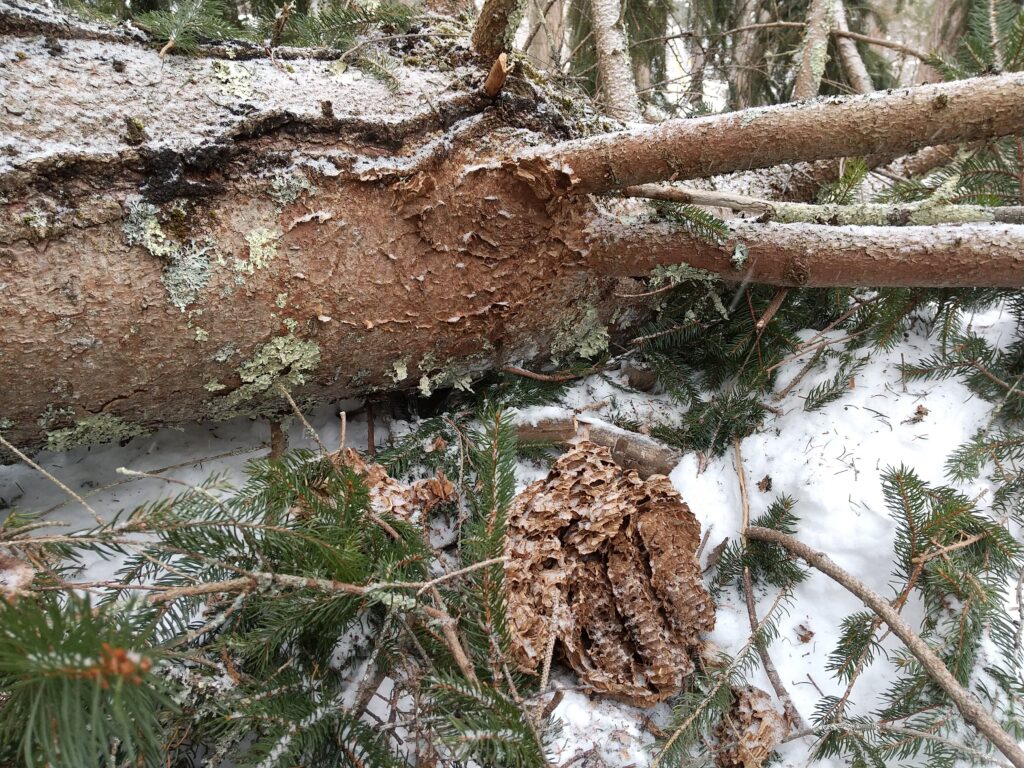 モミの木のハチの巣