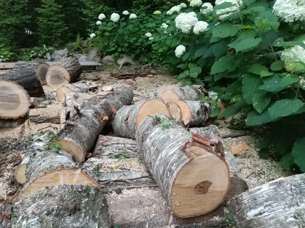 夏に伐採した原木