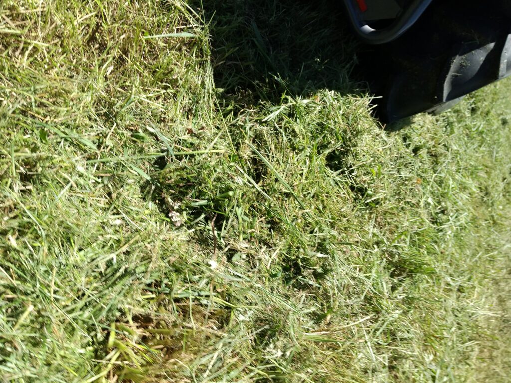 刈った草